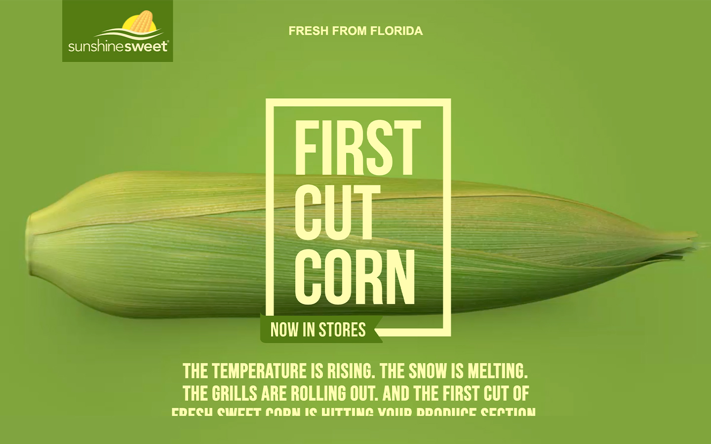 First Cut Corn | Fresh Florida Sweet Corn